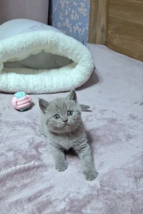 Шотландская девочка