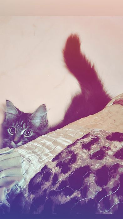 Котик,3 месяца примерно