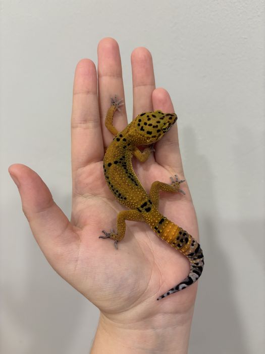 Эублефары разных морф