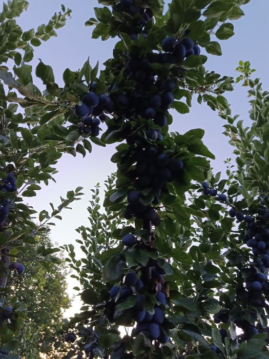 Prune de masă și țuică