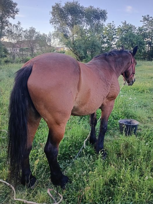 Iapă de vânzare blândă
