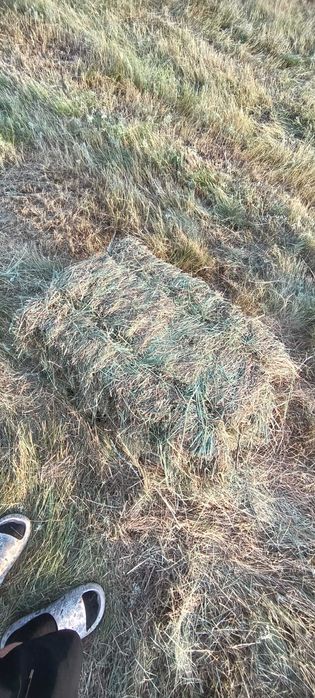 Продам сено зелёное