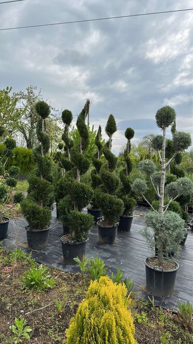 Паулония!!!Дървета,туя храсти и много разнообразие.