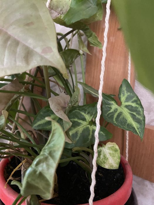 Продам  сингониум(2 горшка) розовый