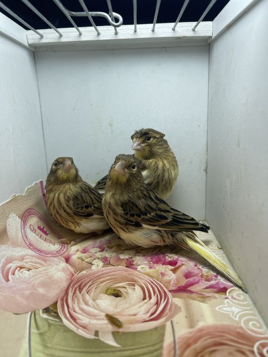 Kanareyka канарейка