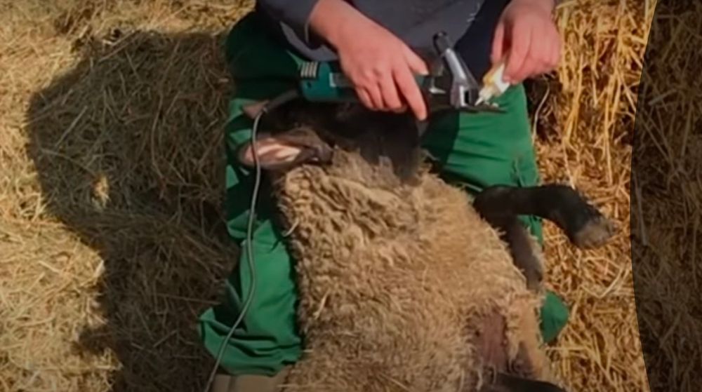 Куй юнгини ( жунини) ва аппаратларни тамирлаш хизмати.