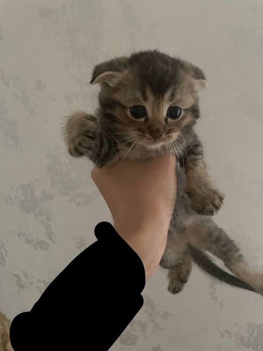 Zotliy mushik Scottish fold