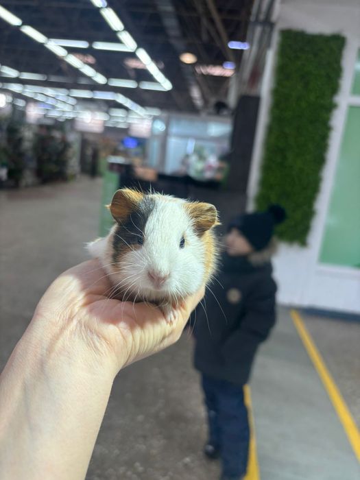 Волнистые попугаи