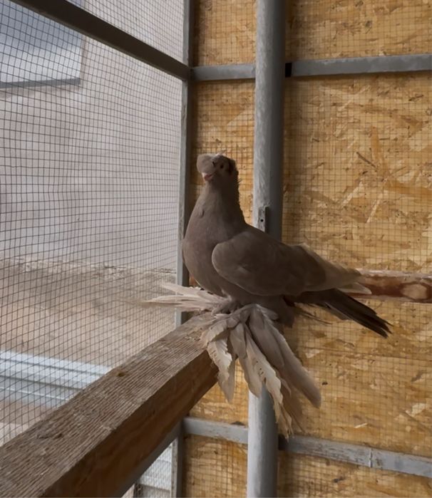 Продается голуби