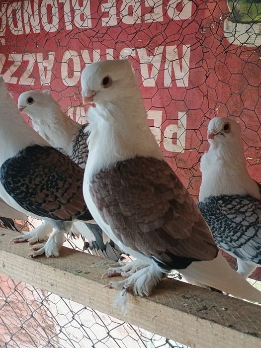 Porumbei misirlii voiajori albi și turturele