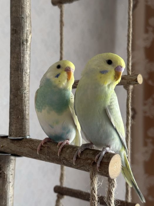 Ручные волнистые попугаи