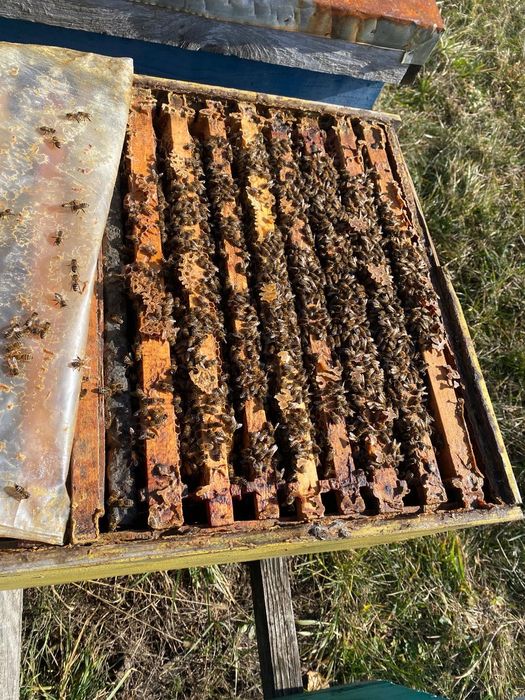 Vând familii de albine