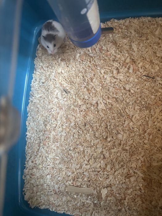 Hamster pitic pui 1 luna