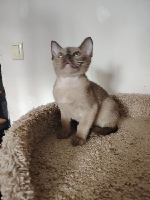 Котята Европейской бурмы