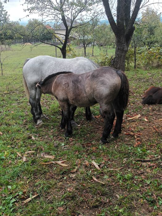 Mînza de 6 luni din parinti buni