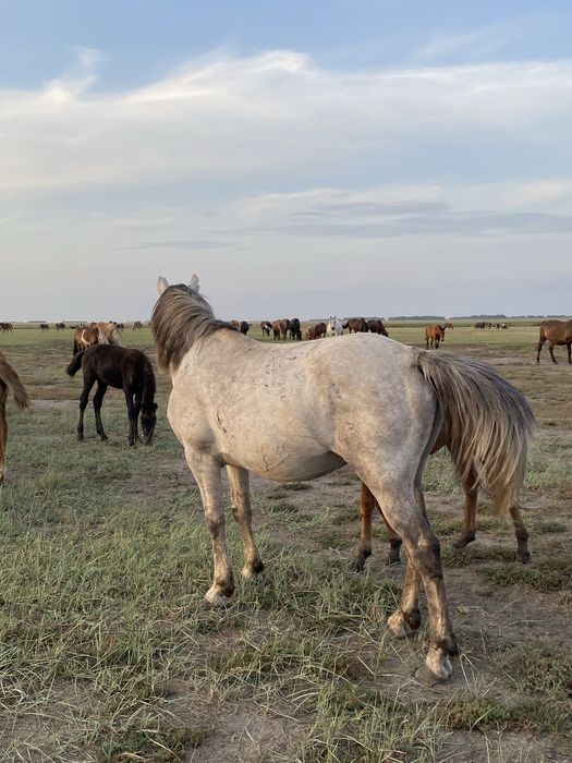 Айгыр сатылады 6 жасар