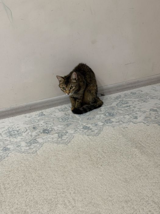 Отдам кошку 1 годик