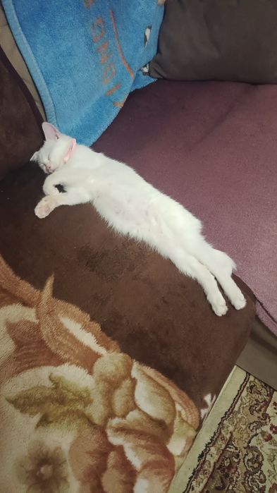 Молодая кошечка , очень добрая