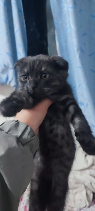 Мейн Кун  смесь веслоухого