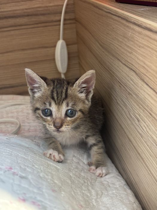 Осиновете женско котенце
