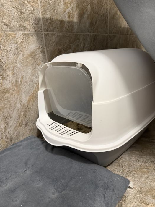 Котенок, продам, домащний. Чистый