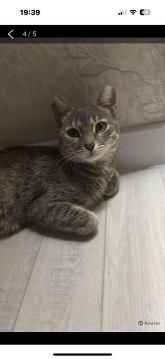Кошку в добрые руки