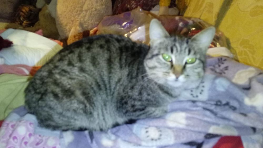 Бесплатно в добрые руки