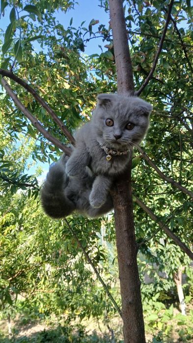 Скоттиш фолд 3 месяца девочка