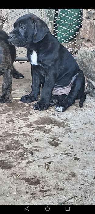 Кане корсо малки