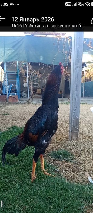 Продам дакан ( Японский о,Шамо)Чистокровный!Возраст 9 месяцев