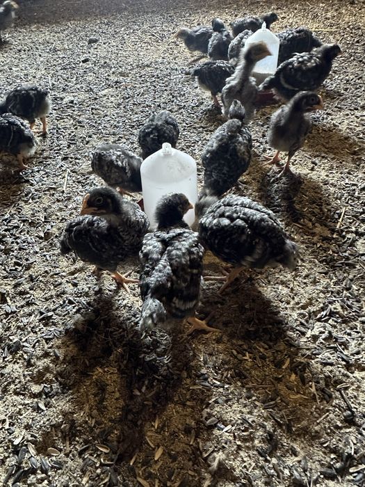 Пилета Australorp / Barred Rock микс
