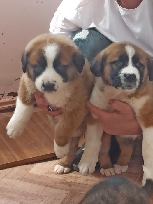 Кафказ алабай боллари