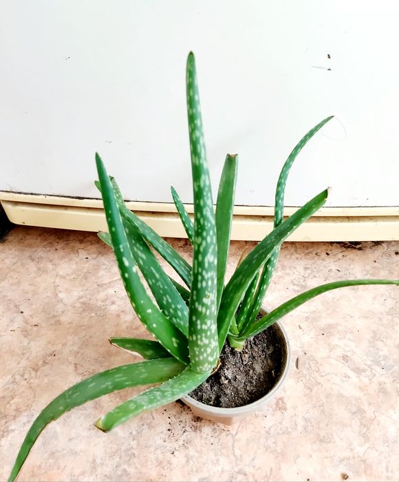 Домашние растения разные