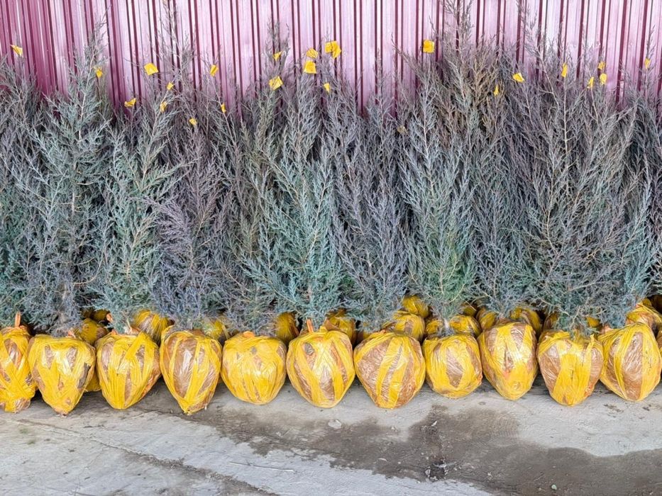 Саженцы оптом бағада