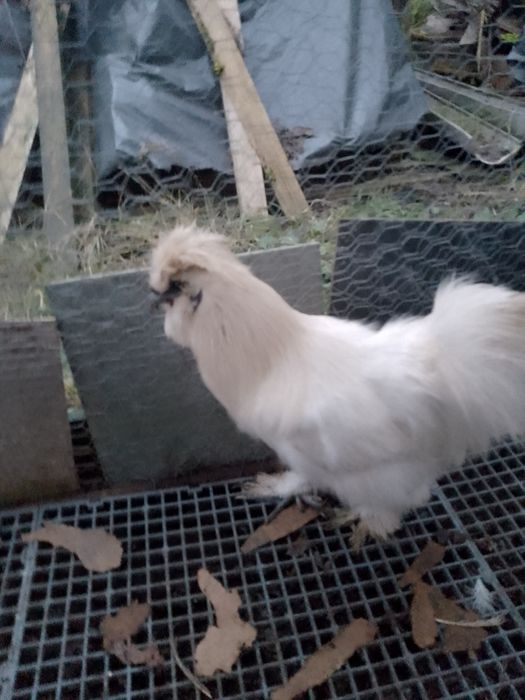 Cocoși mătase japoneza!