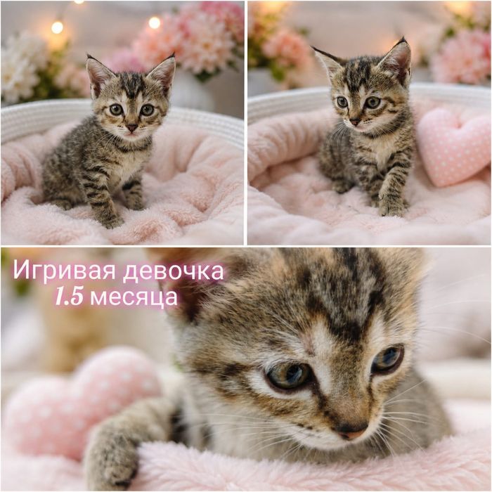 ЛУЧШИЕ КОТЯТА. 1.5 МЕСЯЦА есть спокойные.,есть активные. ОБРАБОТАНЫ