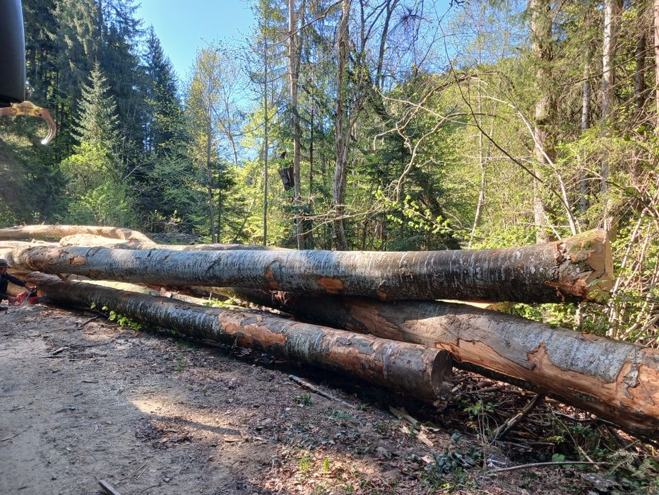 Cherestea netivita fag, bustean gater fag