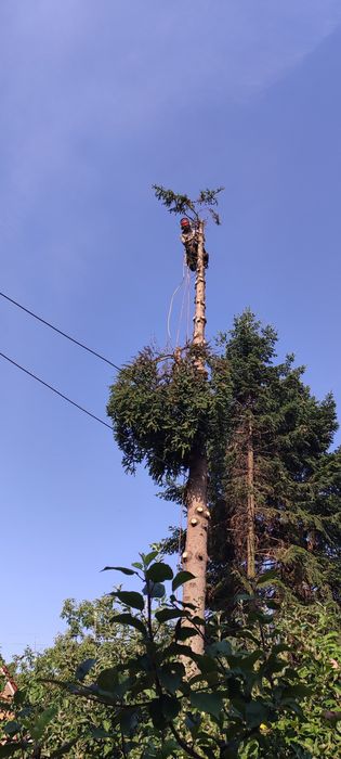 Arborist, toaletari/taieri/curatari arbori, alpinist in copaci