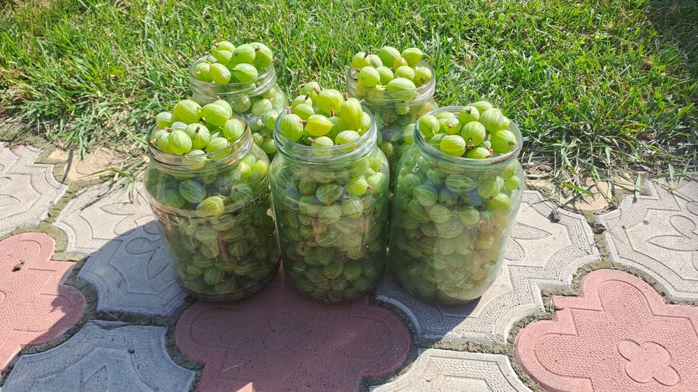 продам крыжовник