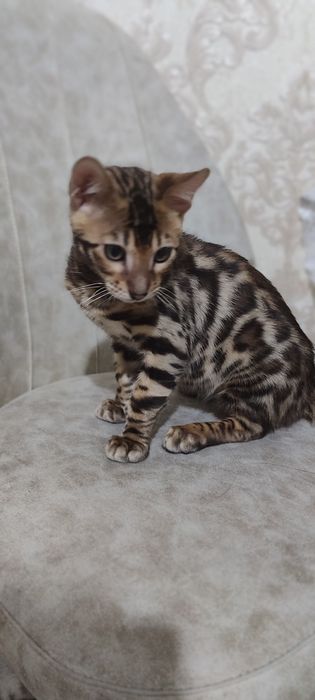 Тозза бенгал боласи сотилади.