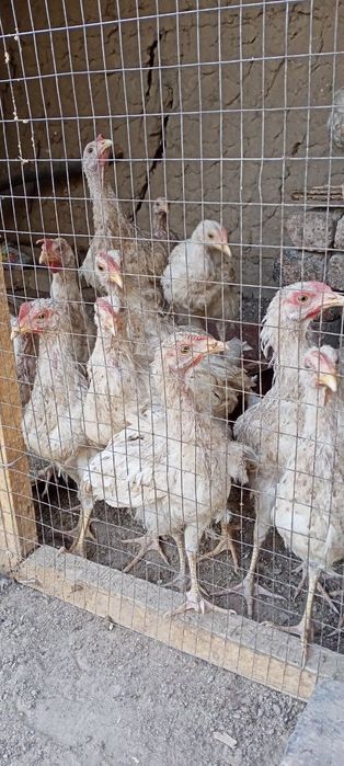 Juja , joʻja , joja , jo'ja lar sotiladi.