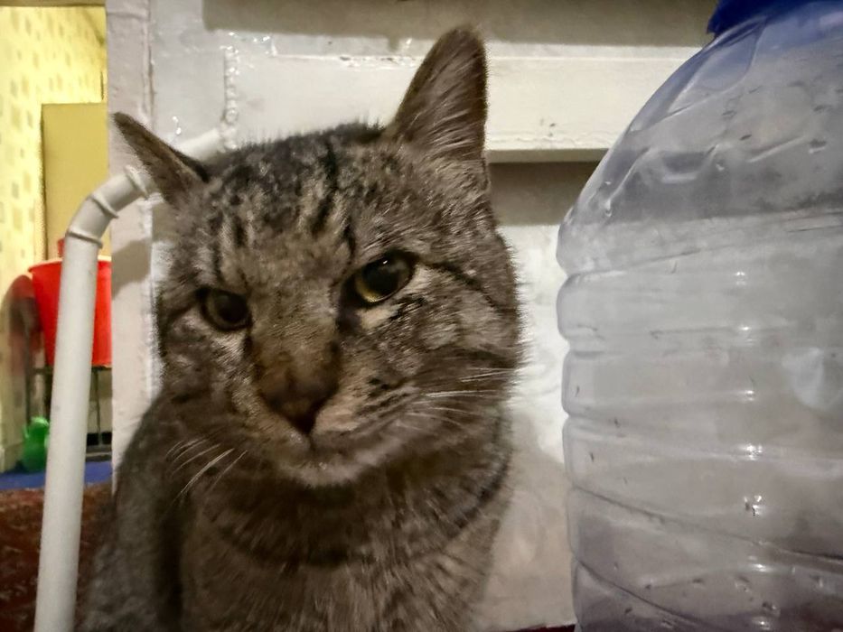 Pishiq biypul berip jiberemen alatin bosa