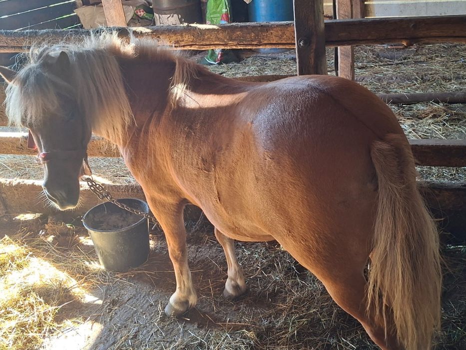 Vând ponei, eladó poni
