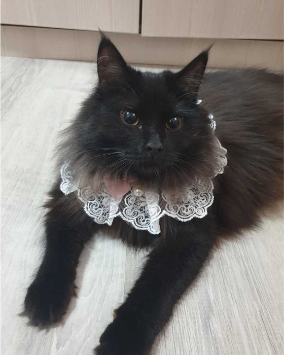 Декоративный ошейник