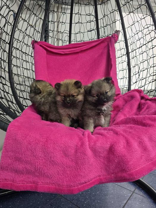 Померан Померанче