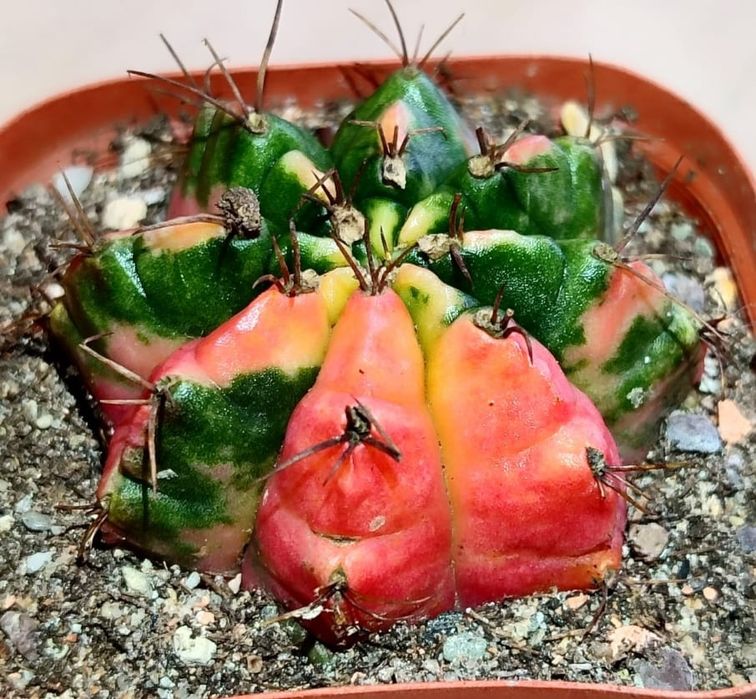 Вариегатные Кактусы