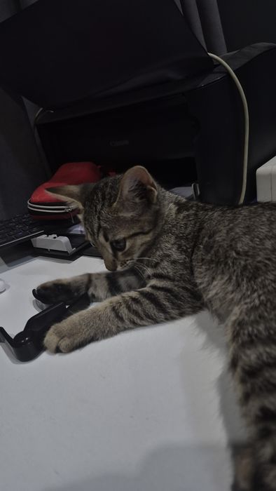 Котенок 2 месяца