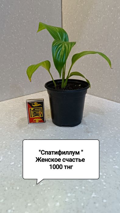 Цветы комнатные в горшках