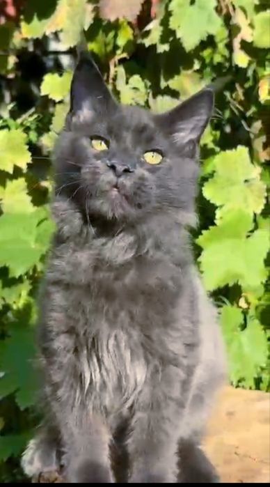 Котята Мейн Куны