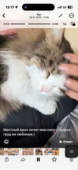 Потерялась кошка